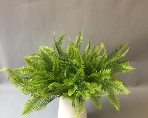 波士顿蕨多久浇一次水？波士顿蕨的浇水频率是什么？