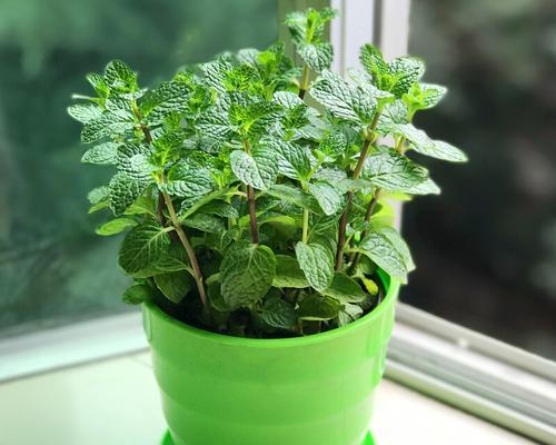 薄荷盆栽可以放卧室吗？薄荷盆栽是否有毒？