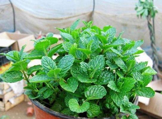 薄荷盆栽可以放卧室吗？薄荷盆栽是否有毒？