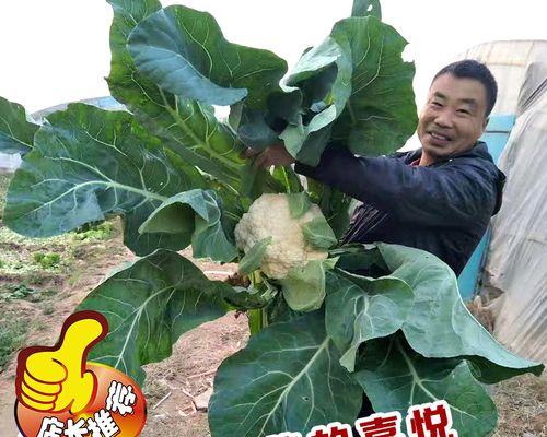 菜花什么季节成熟上市？菜花的成熟季节是什么？