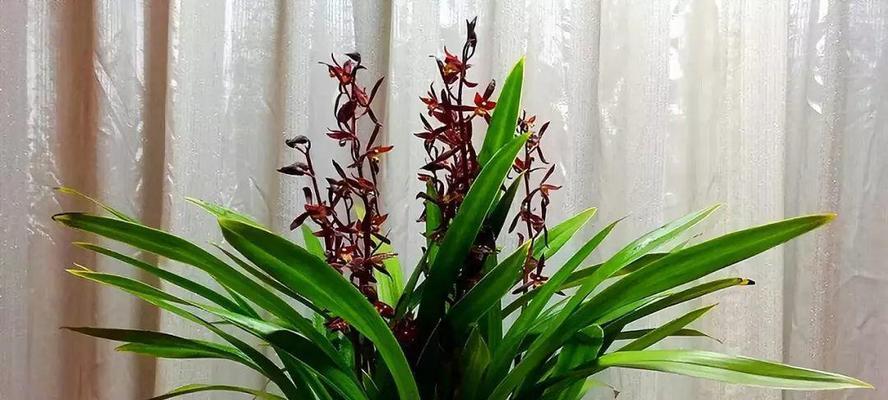 阿司匹林可以浇桂花树吗？阿司匹林浇桂花树的效果如何？