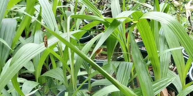 白芨长什么样子？白芨的外观和特点是什么？