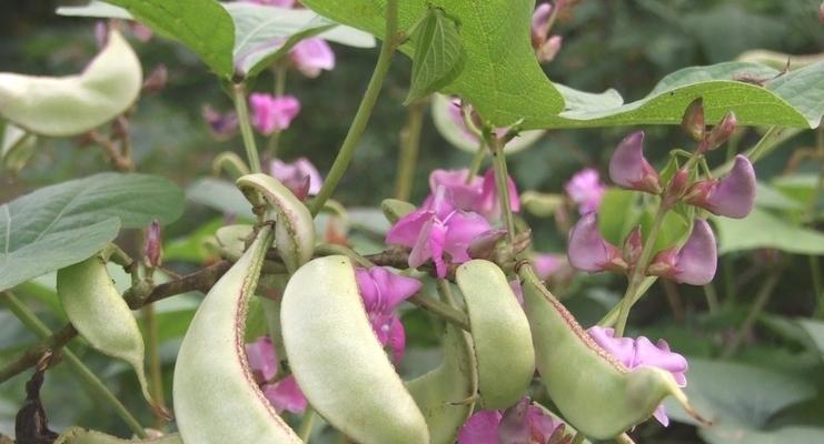 扁豆种植时间与生长周期是什么？扁豆的种植和生长周期是什么？