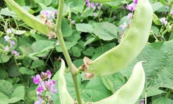 扁豆种植时间与生长周期是什么？扁豆的种植和生长周期是什么？