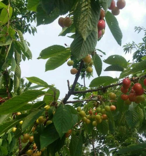北方可以种樱桃吗？北方的樱桃种植方法是什么？