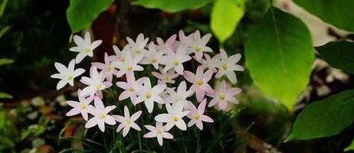 百子莲一年开几次花？百子莲的花期和开花时间是什么？