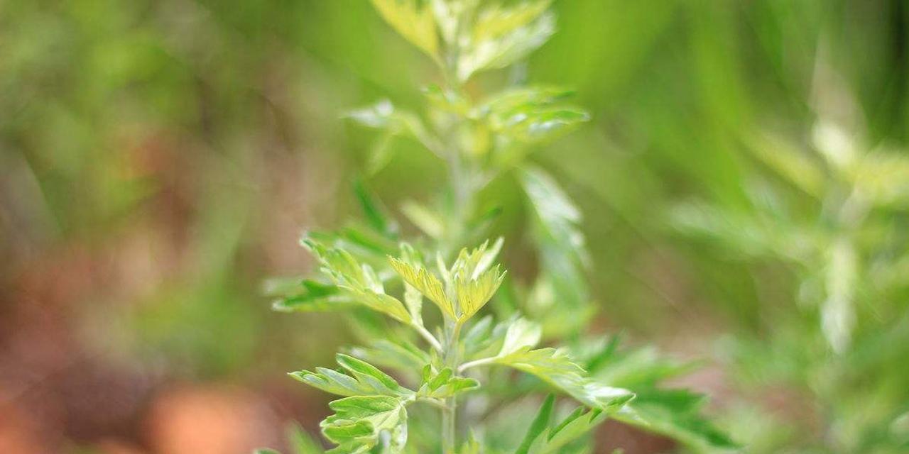 艾蒿是什么植物类别？艾蒿的植物分类是什么？