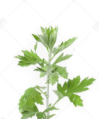 艾蒿是什么植物类别？艾蒿的植物分类是什么？