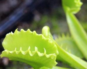 捕蝇草是花还是草？捕蝇草的分类是什么？