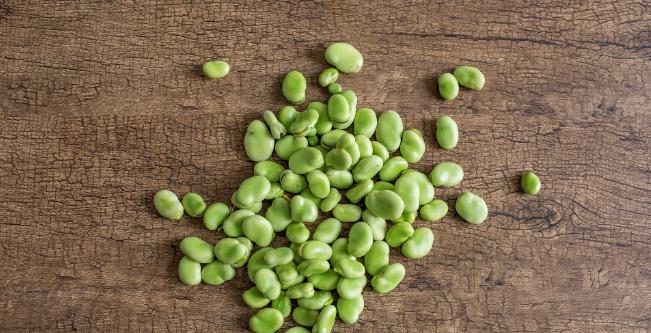 蚕豆喜阴还是喜阳？蚕豆的养护环境要求是什么？