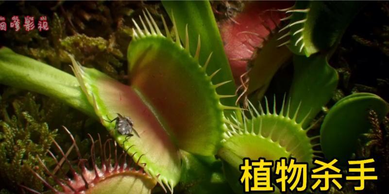 捕蝇草是热带植物吗？捕蝇草的植物分类是什么？