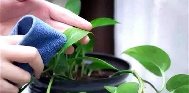 玻璃翠可以浇啤酒吗？玻璃翠浇啤酒的效果如何？