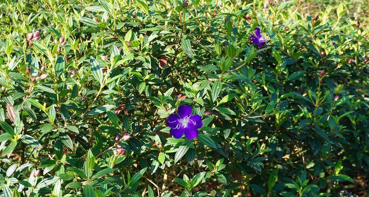 巴西野牡丹花期是什么时候？巴西野牡丹的花期和开花时间是什么？