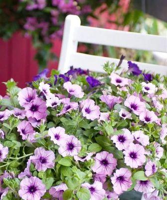 矮牵牛花怎么度夏安全？矮牵牛的夏季养护技巧是什么？