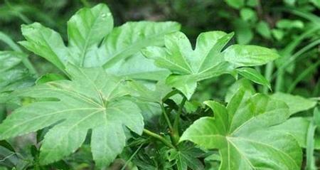 八角金盘一年能长多高？八角金盘的年生长量是多少？