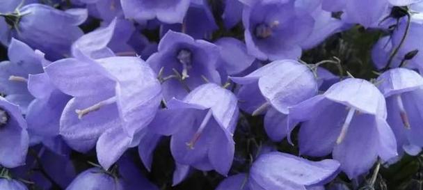 白色桔梗花的花语是什么？白色桔梗的寓意是什么？