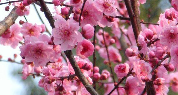 梅花象征什么品质？梅花的象征意义是什么？