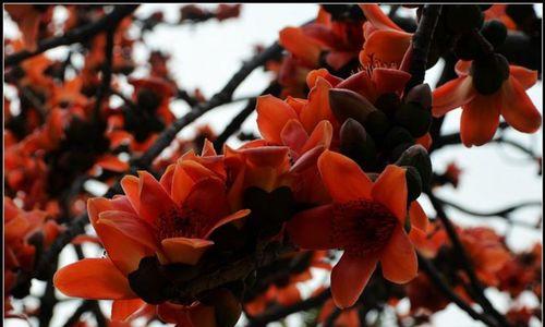 木棉花的花语是什么？木棉花的寓意是什么？