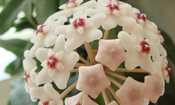 球兰花语是什么？球兰的寓意是什么？