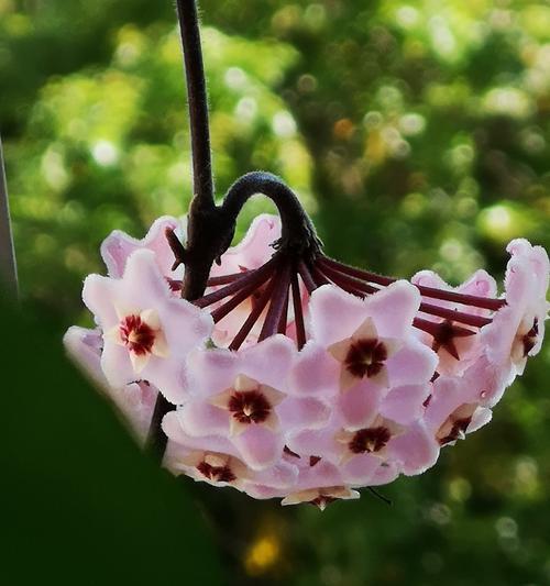 球兰花语是什么？球兰的寓意是什么？