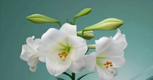 百合花的寓意及花语是什么？百合的寓意是什么？