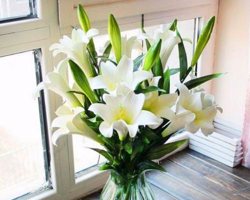 百合花的寓意及花语是什么？百合的寓意是什么？