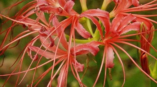 曼陀沙华花语是什么？曼陀沙华的寓意是什么？