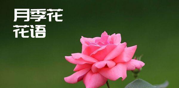 花语含义大全是什么？不同花的花语含义是什么？