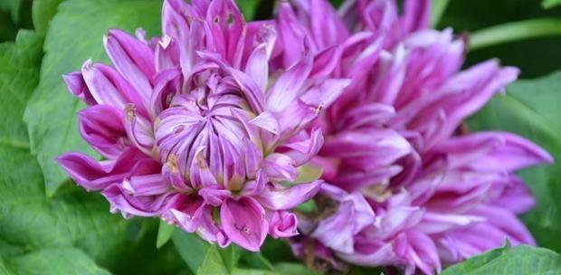 花语含义大全是什么？不同花的花语含义是什么？