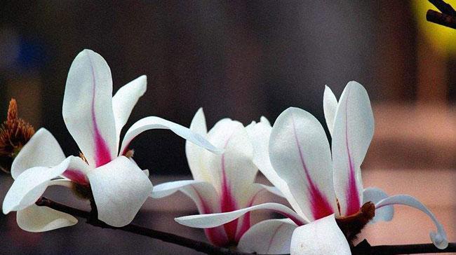 花语含义大全是什么？不同花的花语含义是什么？