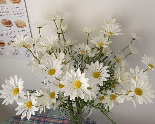 雏菊的寓意是什么？雏菊的寓意是什么？