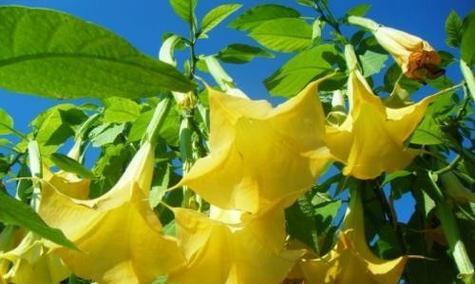 曼陀罗花花语及介绍是什么？曼陀罗的寓意是什么？