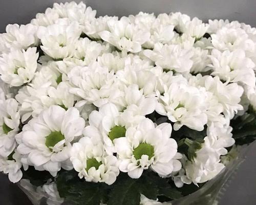 白菊花代表意思是什么？白菊花的寓意是什么？