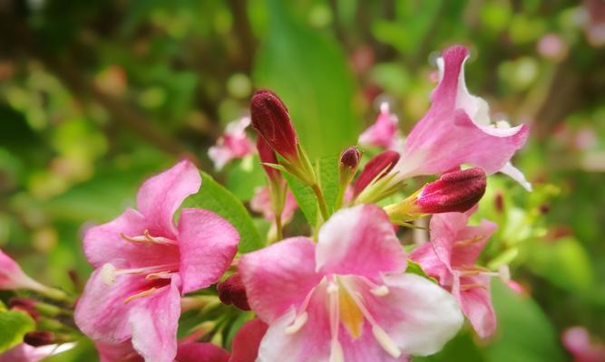 锦带花花语是什么意思？锦带花的寓意是什么？
