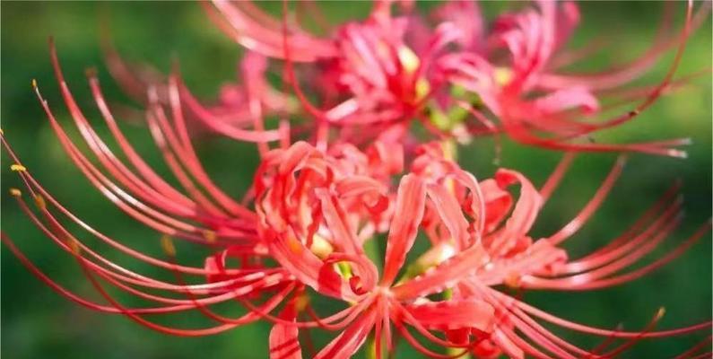 曼陀罗华的花语是什么？曼陀罗华的寓意是什么？