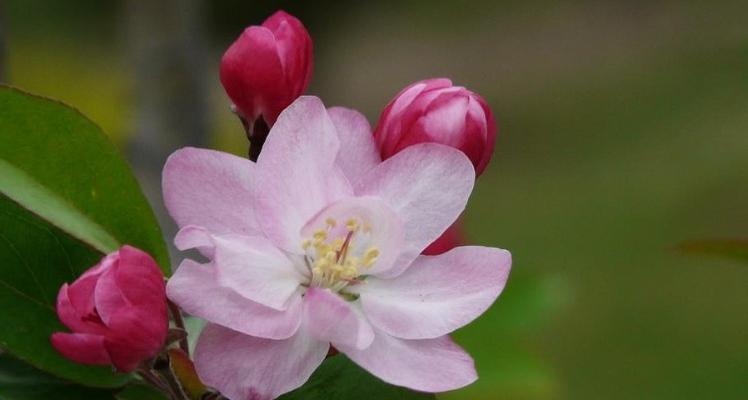 海棠花语和寓意是什么？海棠花的寓意是什么？