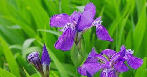 茑尾花花语是什么？茑尾花的寓意是什么？