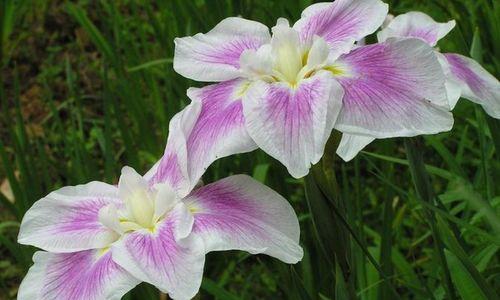 茑尾花花语是什么？茑尾花的寓意是什么？