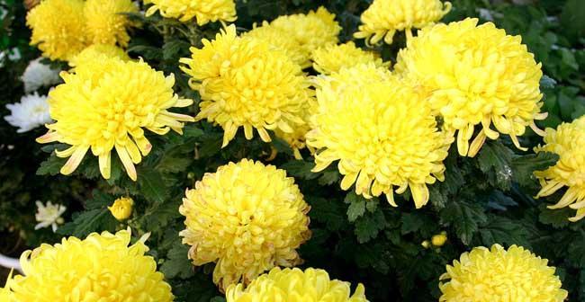 菊花象征着什么？菊花的寓意是什么？