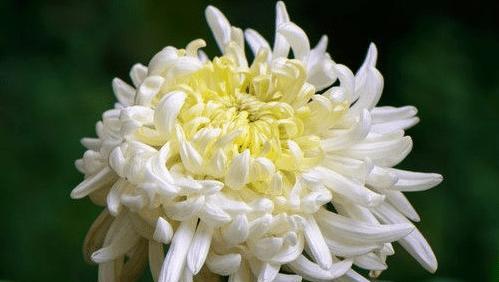 菊花象征着什么？菊花的寓意是什么？