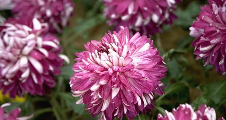 菊花象征着什么？菊花的寓意是什么？
