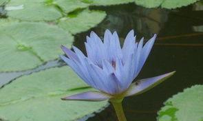 蓝莲花花语是什么？蓝莲花的寓意是什么？