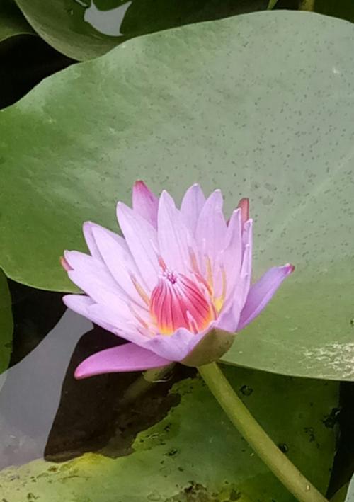 蓝莲花花语是什么？蓝莲花的寓意是什么？