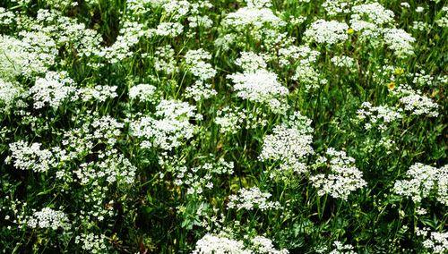 白芷的花语是什么？白芷的寓意是什么？