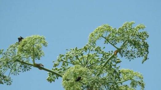 白芷的花语是什么？白芷的寓意是什么？