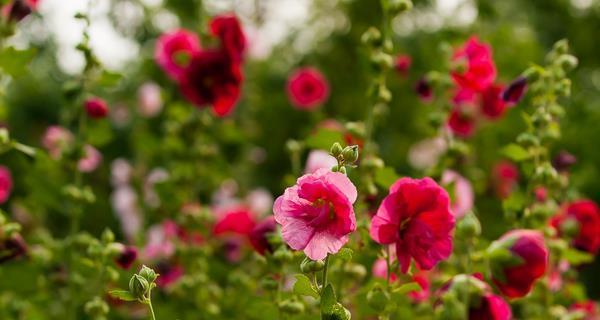 蜀葵的花语以及传说是什么？蜀葵的寓意是什么？