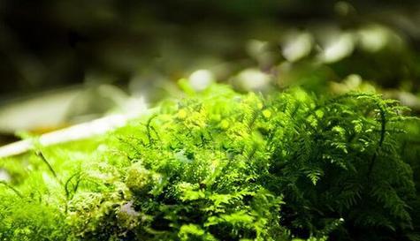 苔藓类植物有哪些？常见的苔藓类植物有哪些？