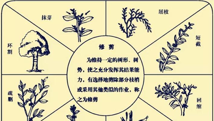 盘龙桂怎么修剪？盘龙桂修剪造型方法和技巧是什么？