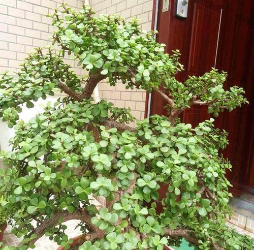 盘龙桂怎么修剪？盘龙桂修剪造型方法和技巧是什么？