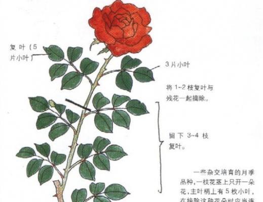 盘龙桂怎么修剪？盘龙桂修剪造型方法和技巧是什么？